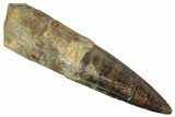 Fossil Spinosaurus Tooth - Real Dinosaur Tooth #348620-1